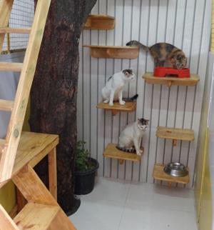 pet care in chennai