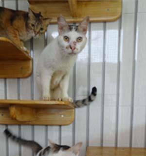 pet care services in chennai