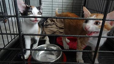 pet care services in chennai