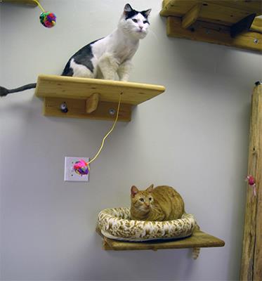 pet care services in chennai