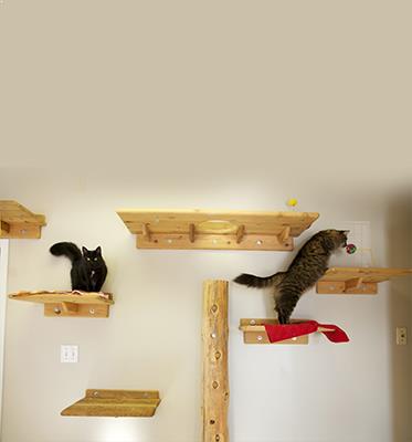 tick problem for dogs